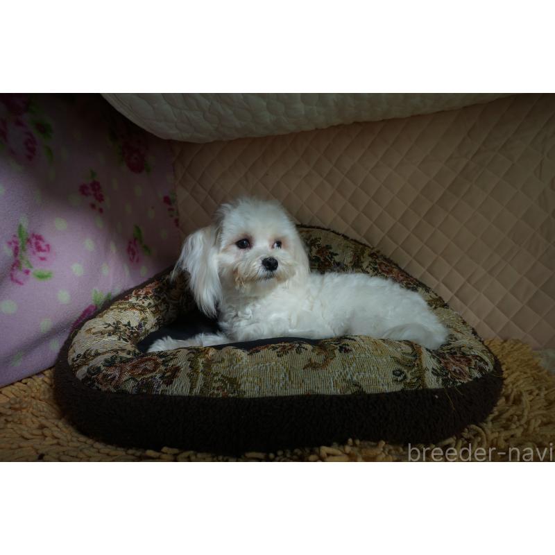 販売中の大阪府のマルチーズ-400043の2枚目