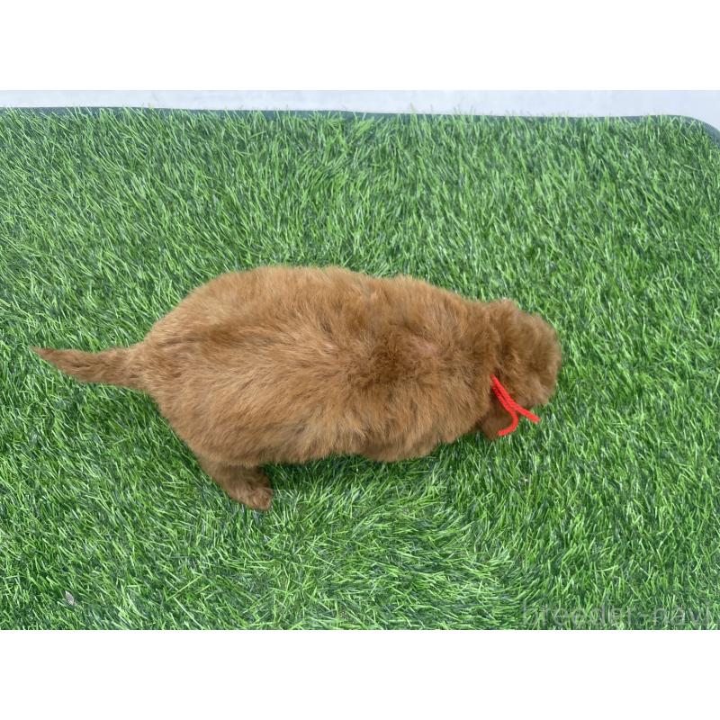 販売中の愛知県のトイプードル-439673の8枚目