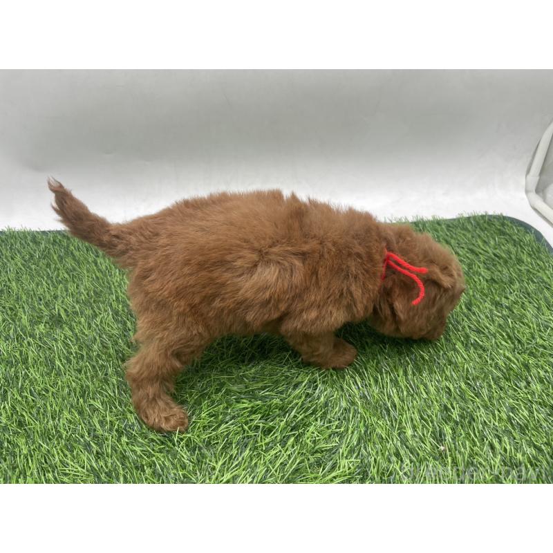 販売中の愛知県のトイプードル-439673の6枚目