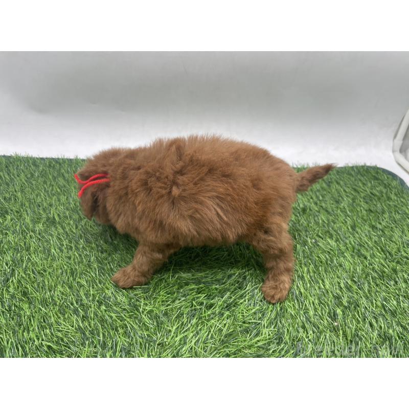 販売中の愛知県のトイプードル-439673の7枚目