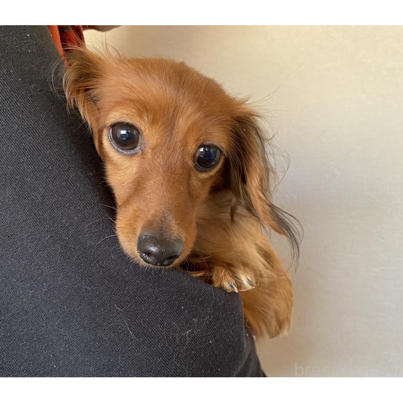 販売中の千葉県のカニンヘンダックスフンド(ロングヘアード)-316185の1枚目