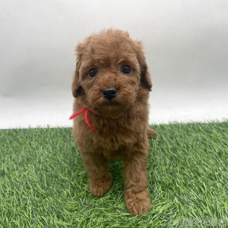 販売中の愛知県のトイプードル-439673