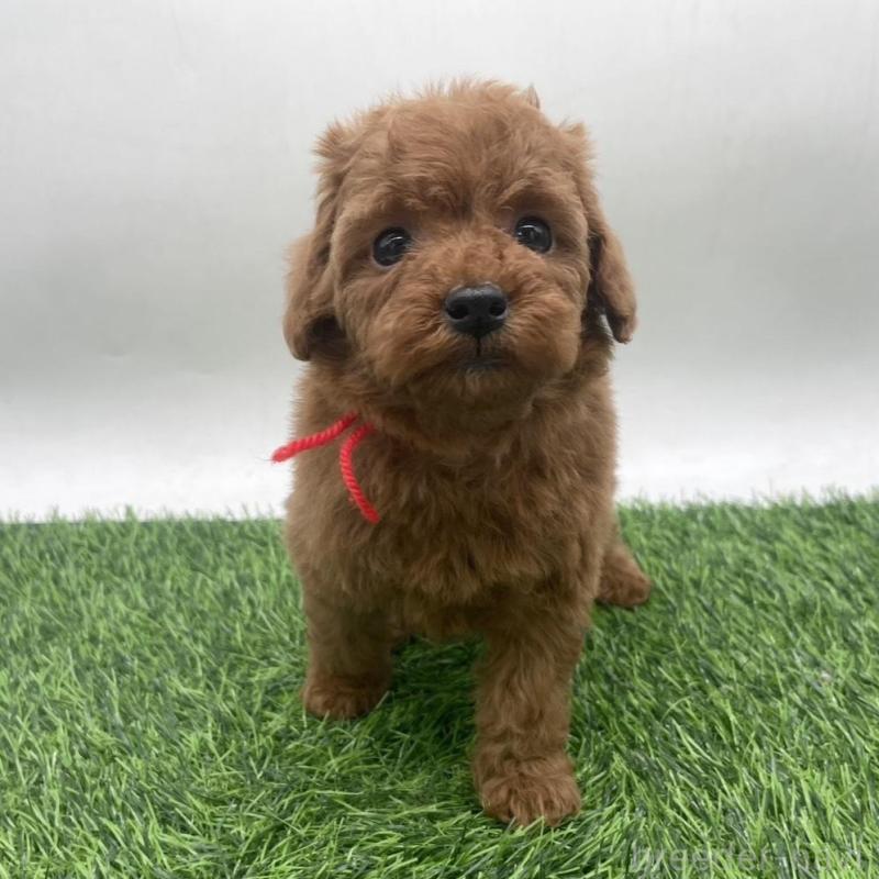 販売中の愛知県のトイプードル-439673の5枚目