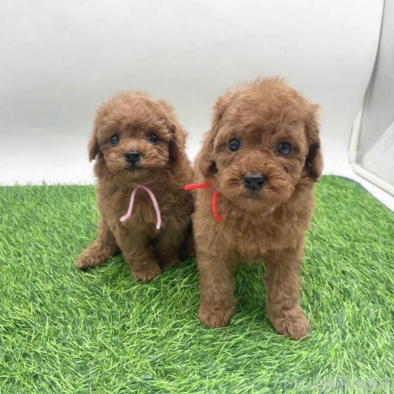 販売中の愛知県のトイプードル-439673の3枚目