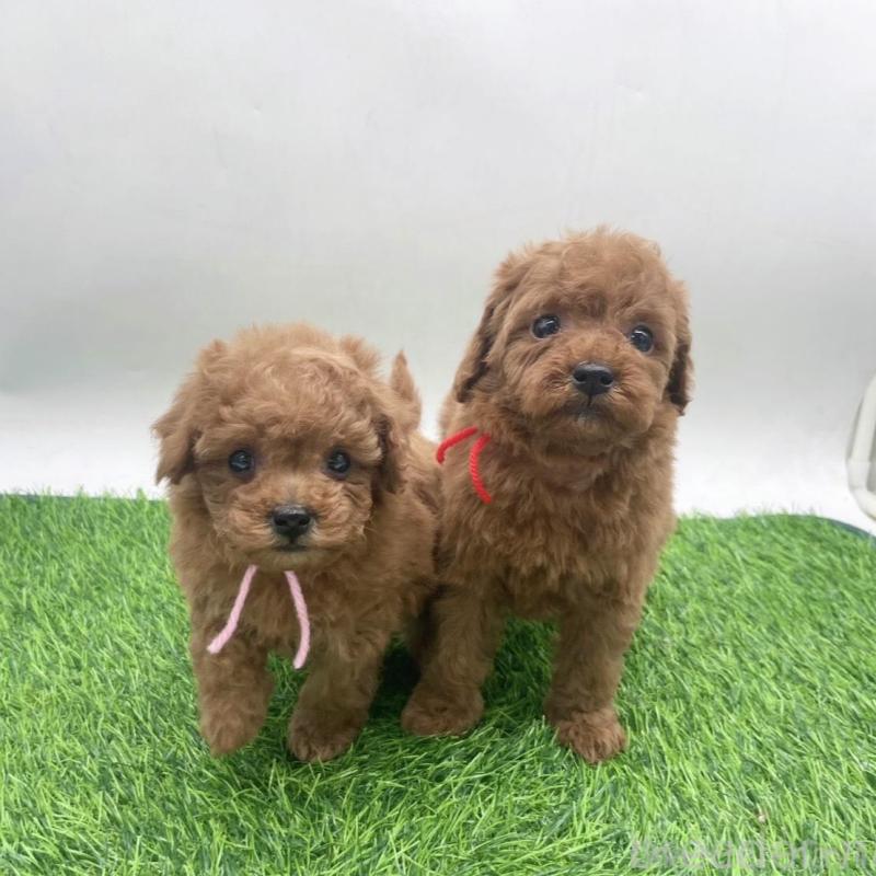 販売中の愛知県のトイプードル-439673の2枚目