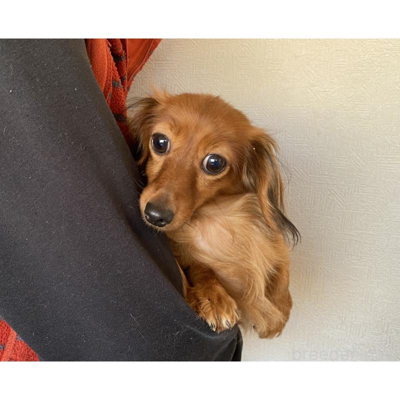 販売中の千葉県のカニンヘンダックスフンド(ロングヘアード)-316185の4枚目