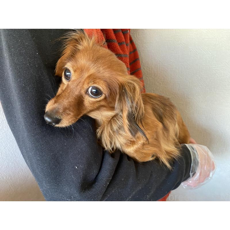 販売中の千葉県のカニンヘンダックスフンド(ロングヘアード)-316185の3枚目