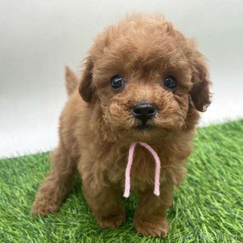 販売中の愛知県のトイプードル-439674の1枚目