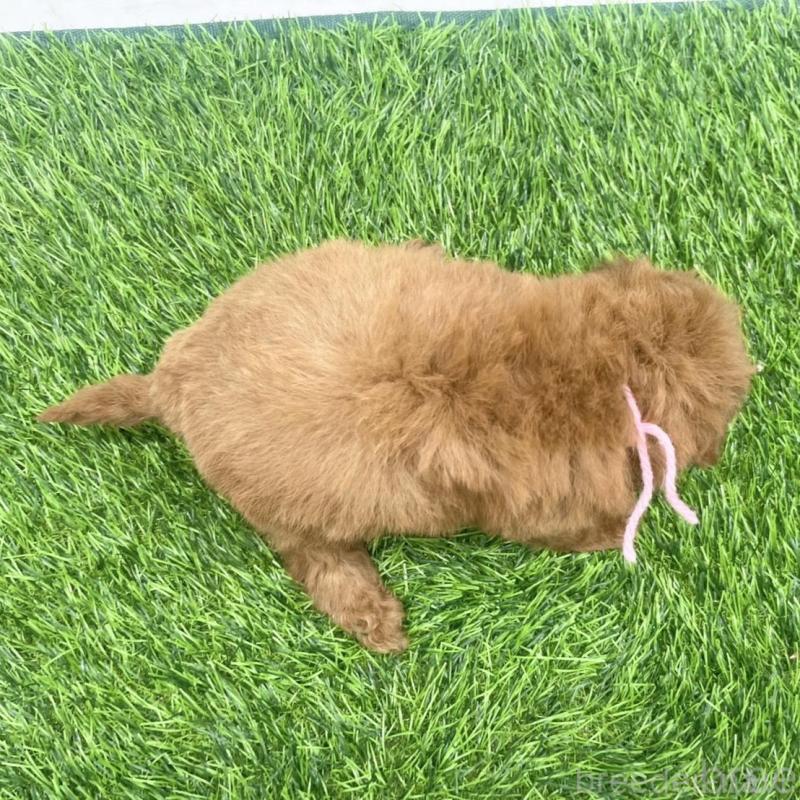 販売中の愛知県のトイプードル-439674の7枚目