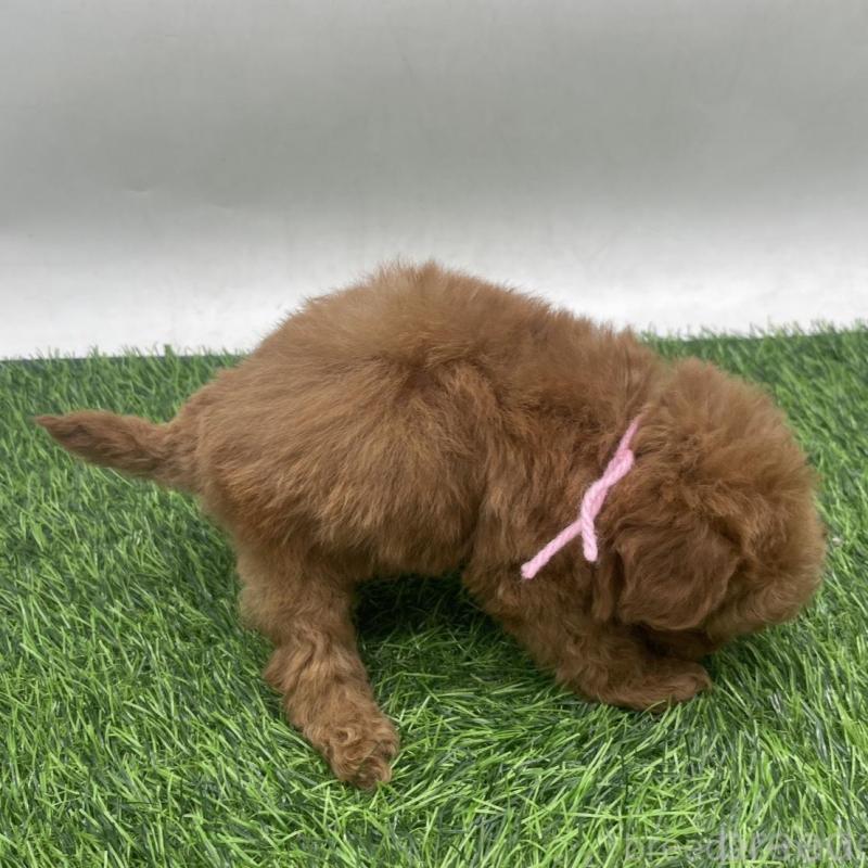 販売中の愛知県のトイプードル-439674の6枚目