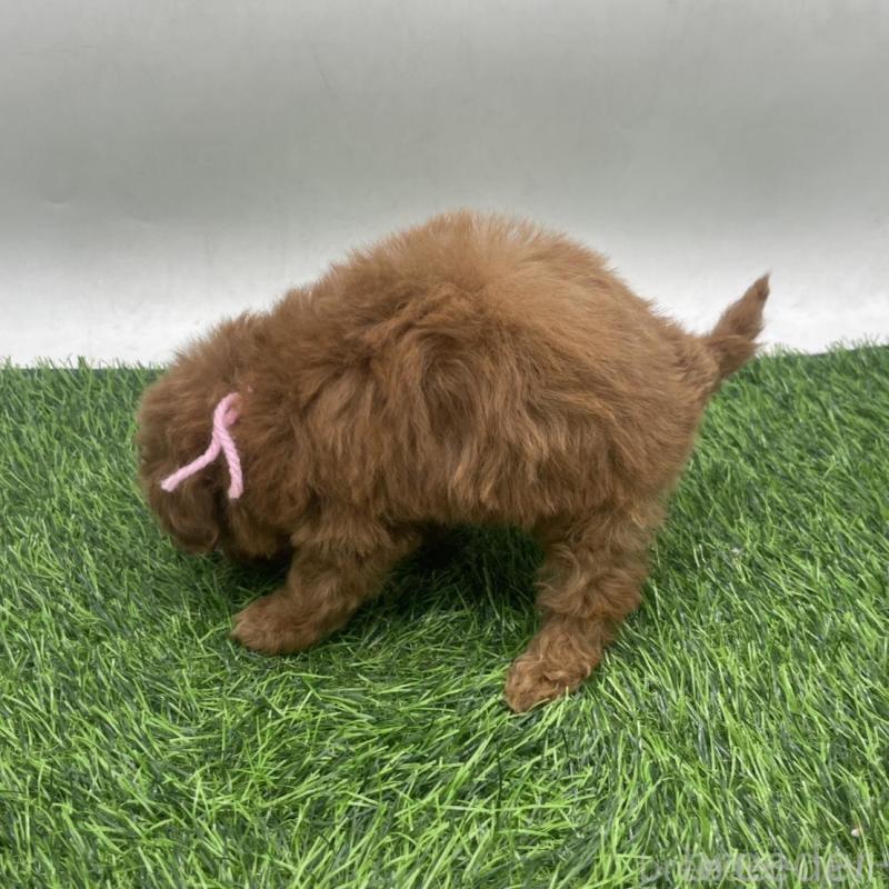 販売中の愛知県のトイプードル-439674の5枚目