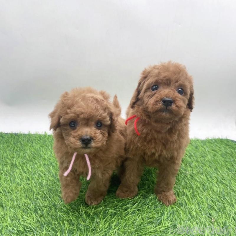 販売中の愛知県のトイプードル-439674の4枚目