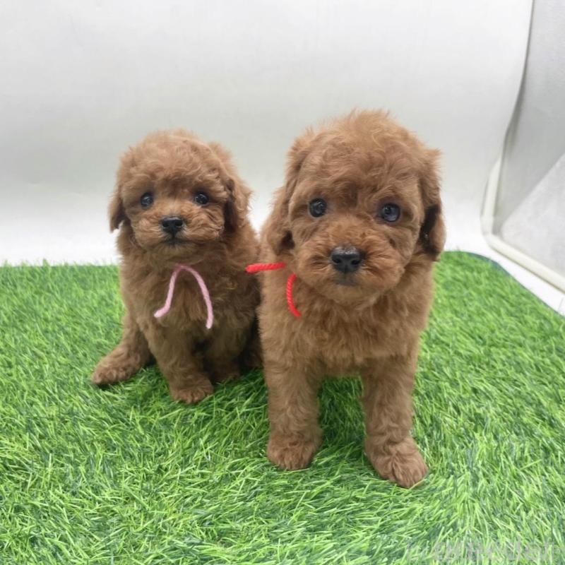 販売中の愛知県のトイプードル-439674の3枚目