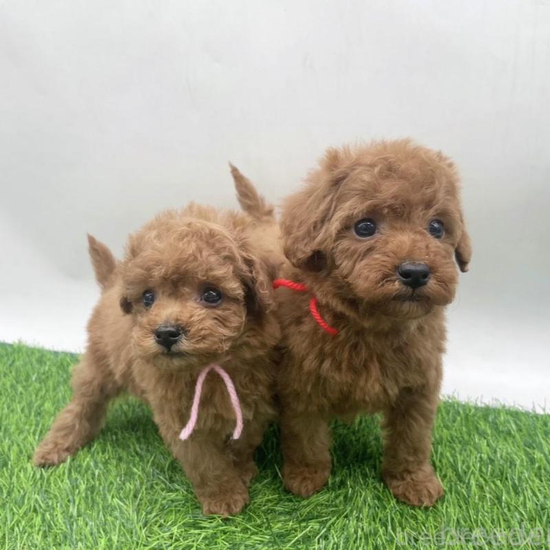 販売中の愛知県のトイプードル-439674の2枚目