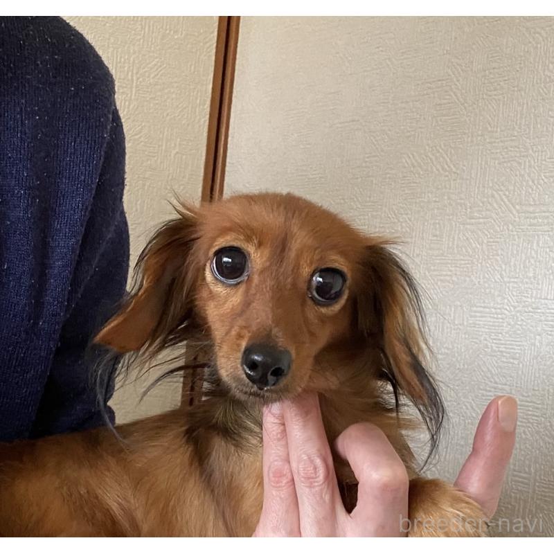 販売中の千葉県のカニンヘンダックスフンド(ロングヘアード)-316185の2枚目