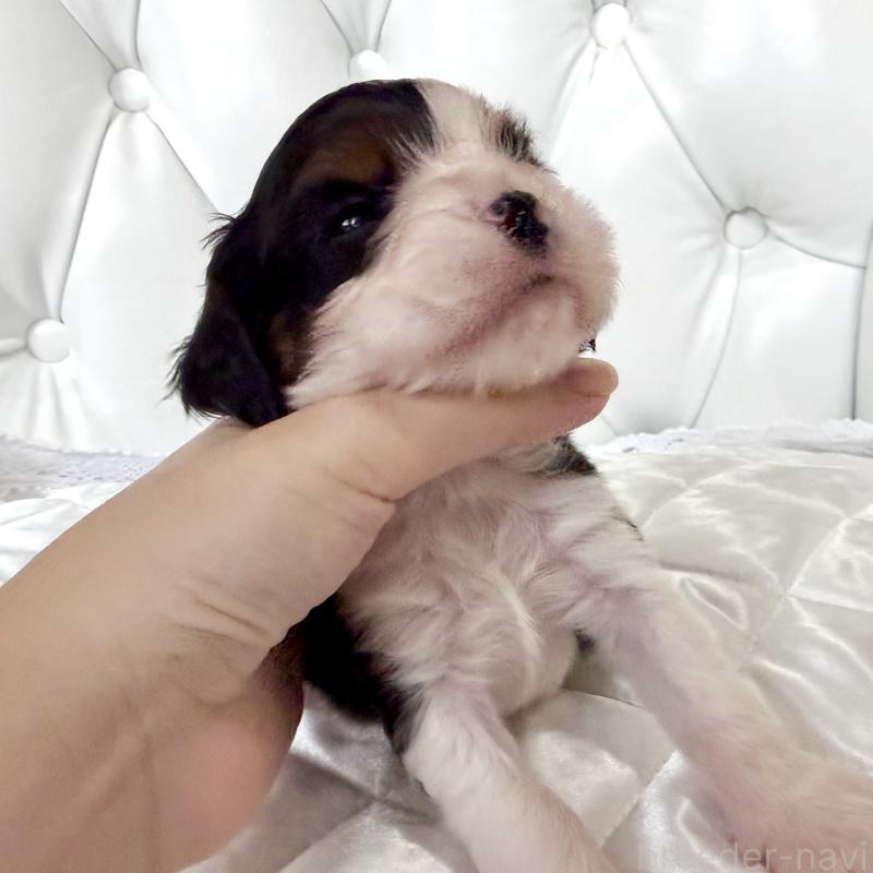 販売中の福岡県のキャバリアキングチャールズスパニエル-439676の7枚目