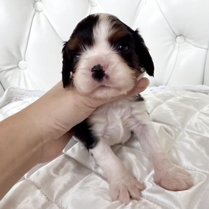 販売中の福岡県のキャバリアキングチャールズスパニエル-439676の5枚目