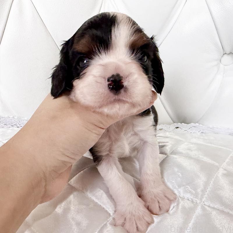 販売中の福岡県のキャバリアキングチャールズスパニエル-439676の4枚目