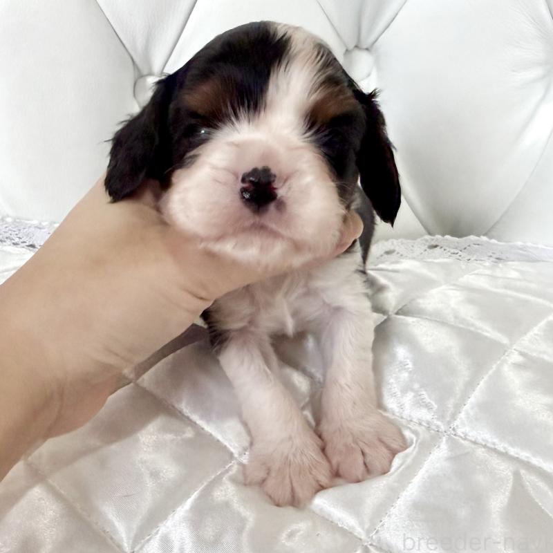 販売中の福岡県のキャバリアキングチャールズスパニエル-439676の3枚目