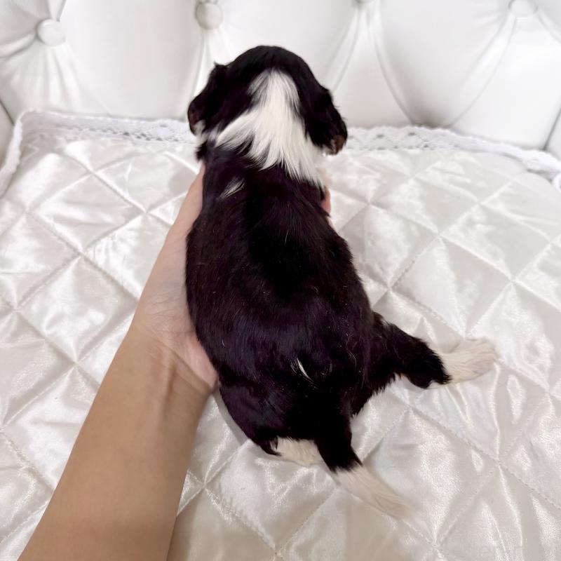 販売中の福岡県のキャバリアキングチャールズスパニエル-439676の2枚目