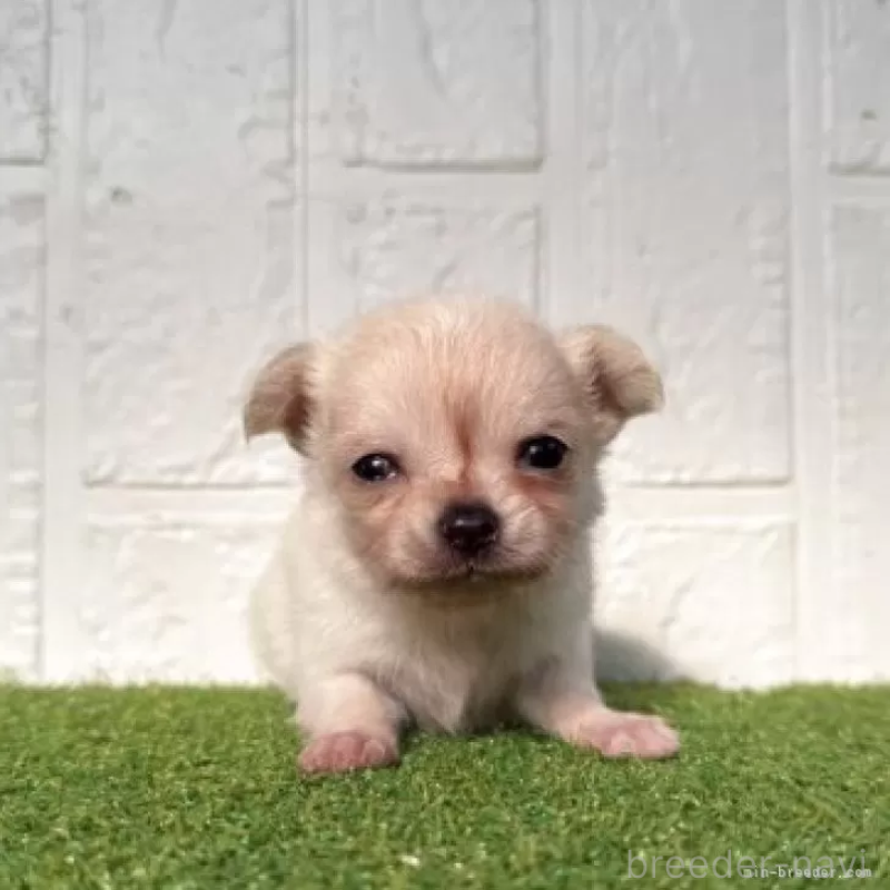 販売中の徳島県のチワワ(ロングコート)-439682の3枚目