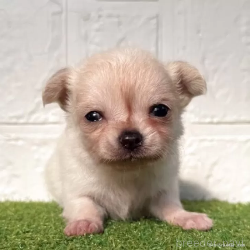 販売中の徳島県のチワワ(ロングコート)-439682の2枚目