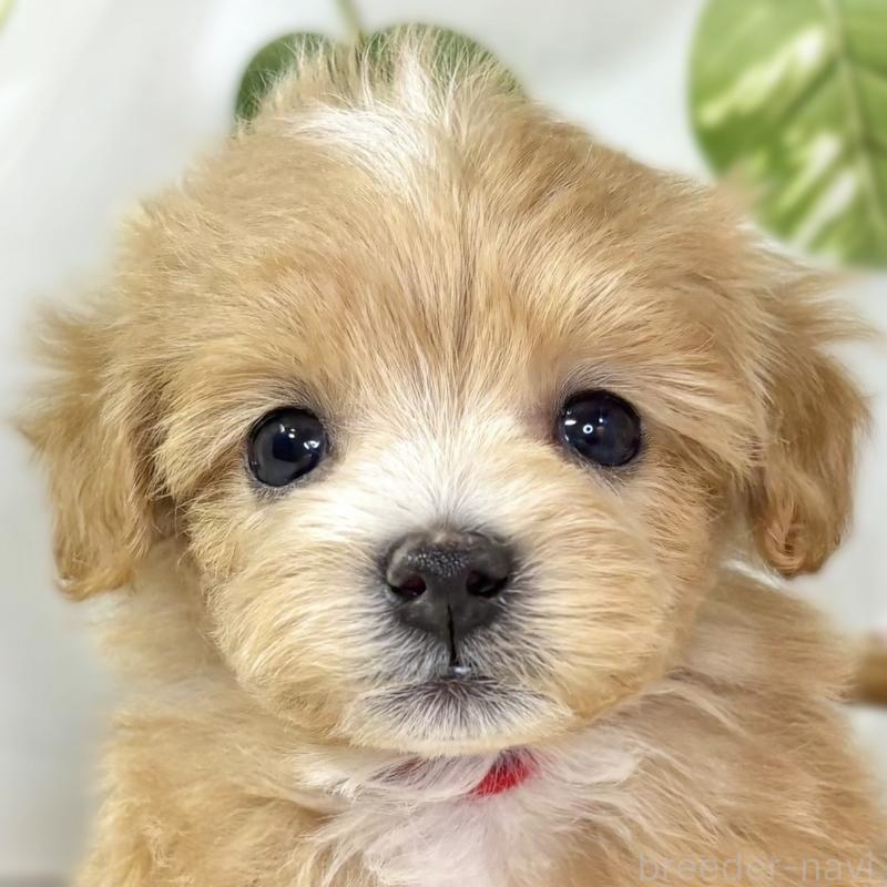 販売中の滋賀県のマルプー:マルチーズ×トイプードル-439678の1枚目