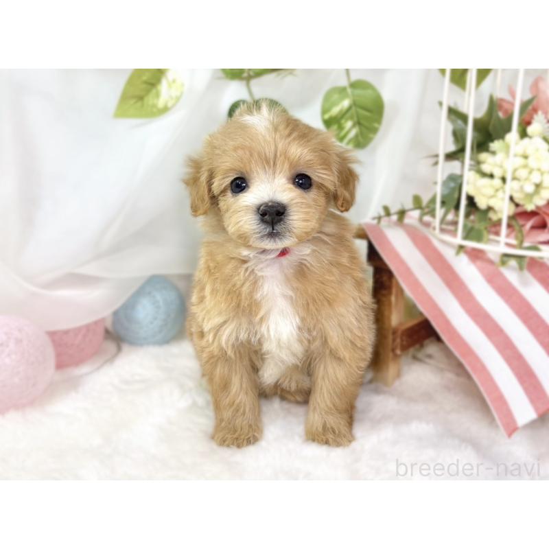 販売中の滋賀県のマルプー:マルチーズ×トイプードル-439678の4枚目