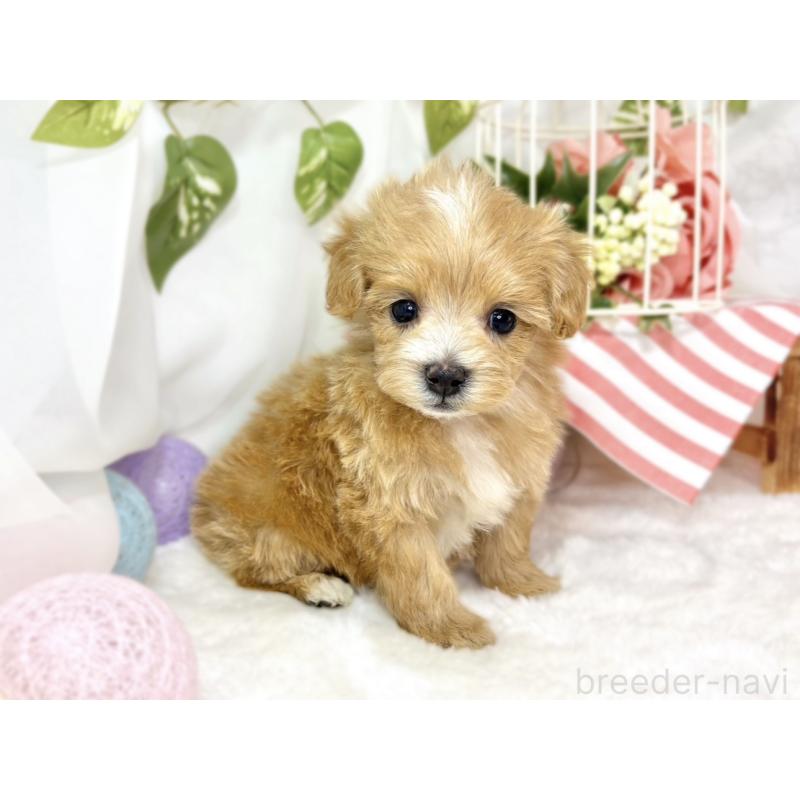 販売中の滋賀県のマルプー:マルチーズ×トイプードル-439678の3枚目