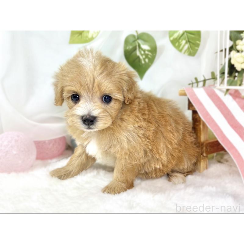 販売中の滋賀県のマルプー:マルチーズ×トイプードル-439678の2枚目