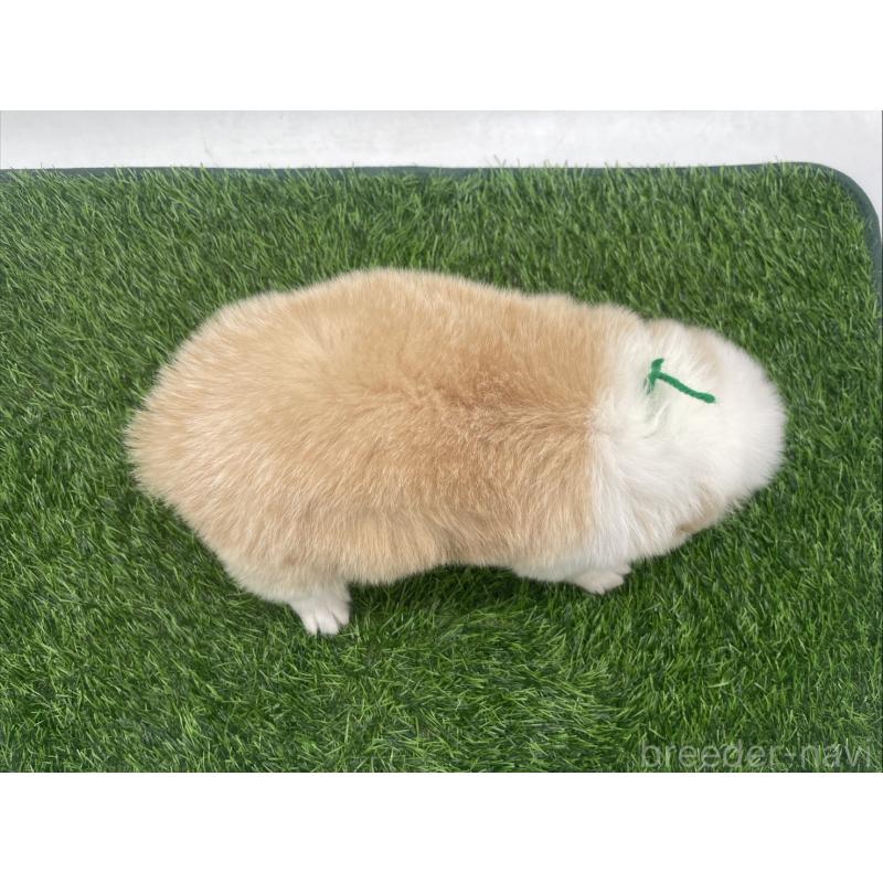 販売中の愛知県のボーダーコリー-439675の5枚目