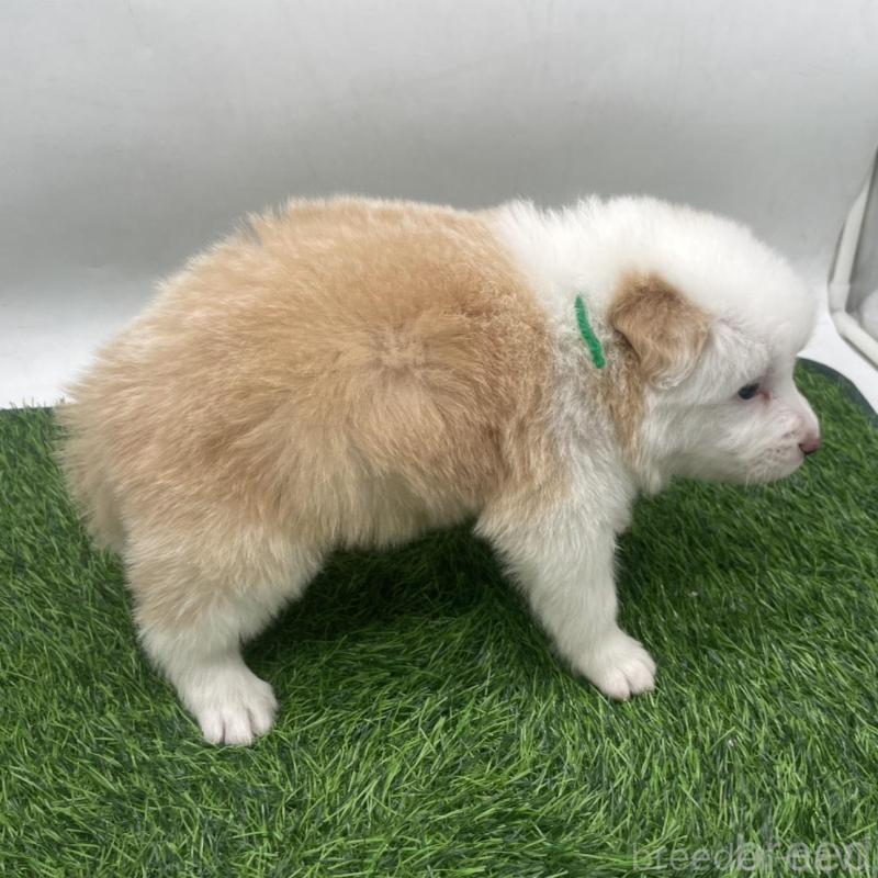 販売中の愛知県のボーダーコリー-439675の3枚目