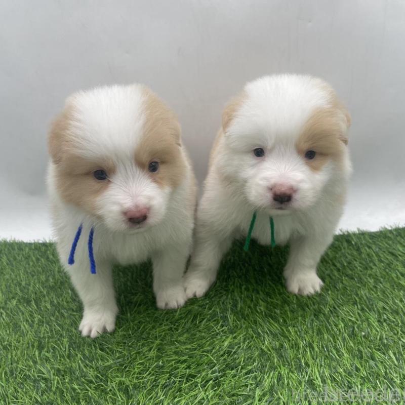 販売中の愛知県のボーダーコリー-439675の2枚目