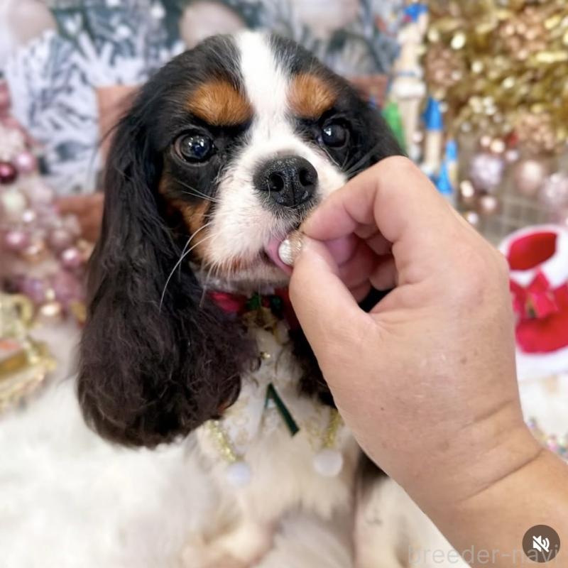 クロミちゃんちゃん1枚目