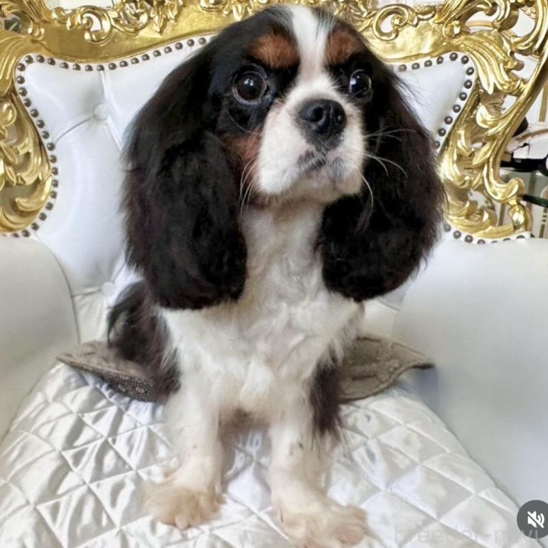 クロミちゃんちゃん1枚目