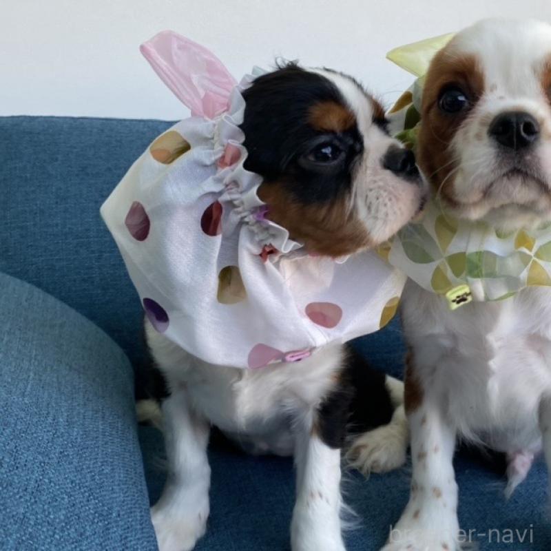 クロミちゃんちゃん1枚目