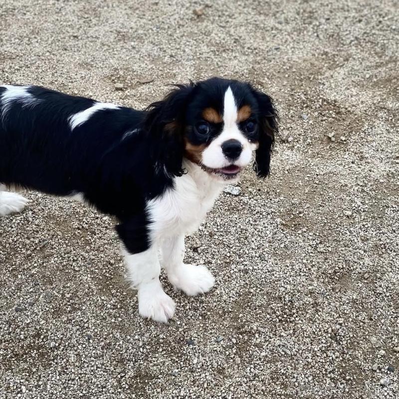 クロミちゃんちゃん1枚目