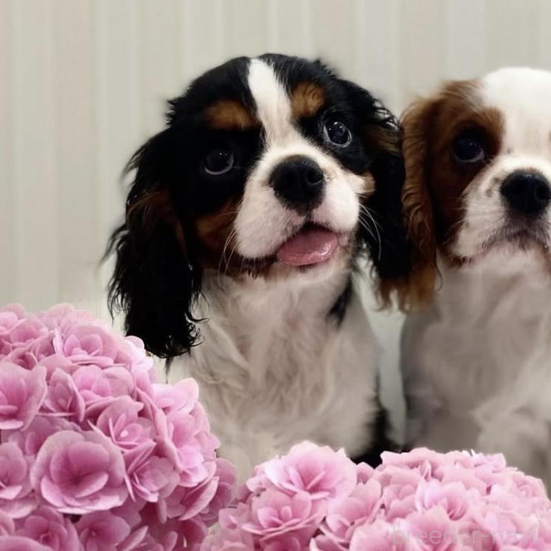 クロミちゃんちゃん1枚目