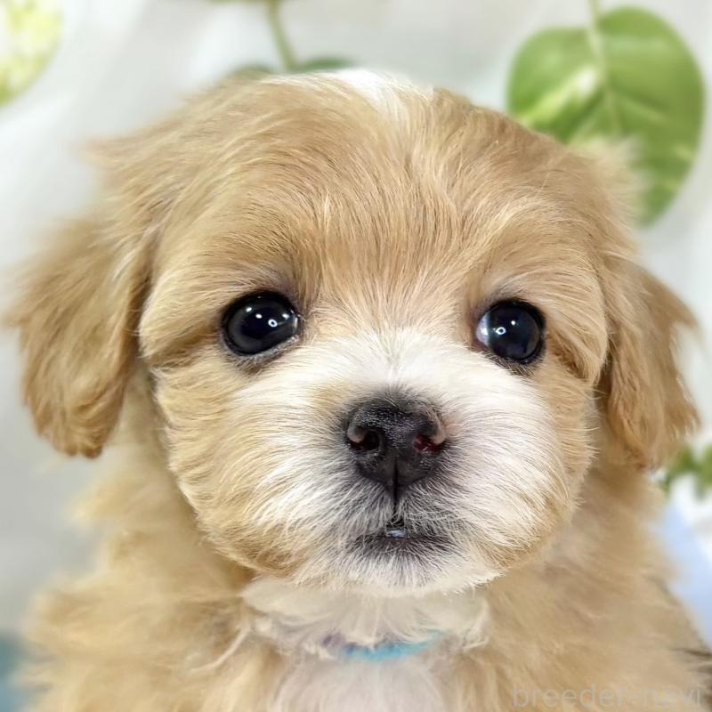 販売中の滋賀県のマルプー:マルチーズ×トイプードル-439680