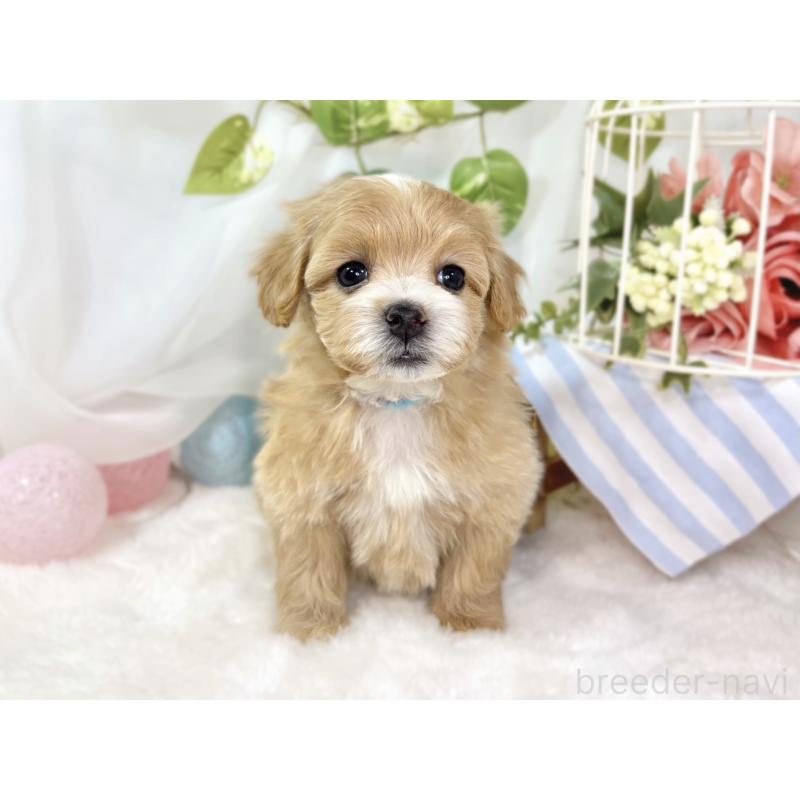 販売中の滋賀県のマルプー:マルチーズ×トイプードル-439680の4枚目