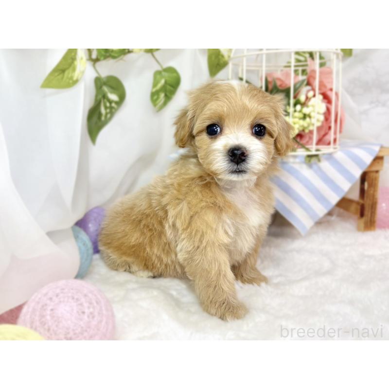 販売中の滋賀県のマルプー:マルチーズ×トイプードル-439680の3枚目