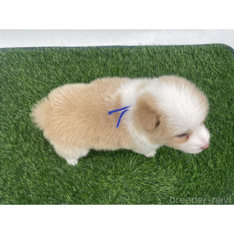 販売中の愛知県のボーダーコリー-439679の6枚目