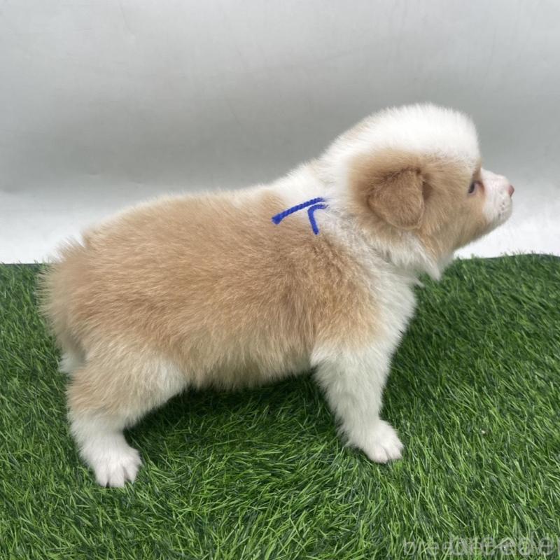 販売中の愛知県のボーダーコリー-439679の4枚目