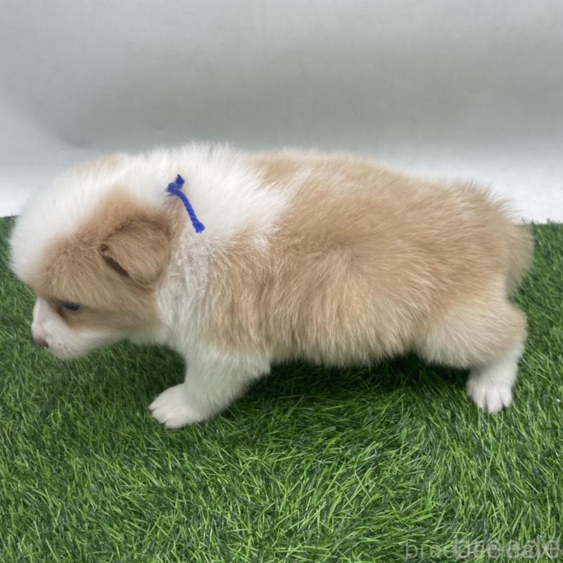 販売中の愛知県のボーダーコリー-439679の3枚目