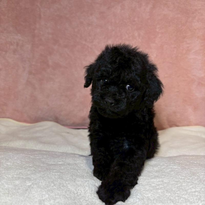 販売中の大阪府のトイプードル-439686の9枚目