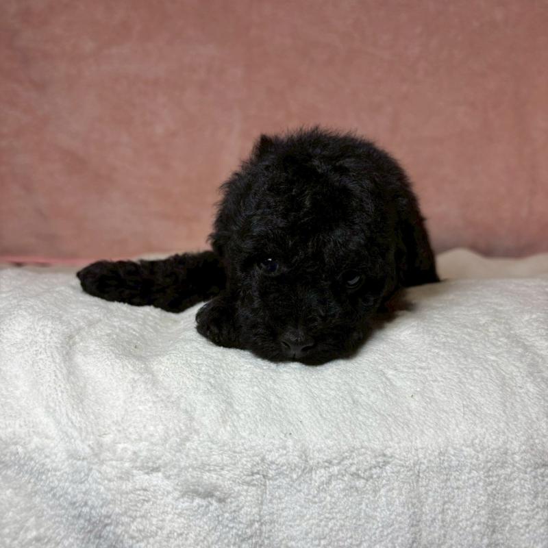 販売中の大阪府のトイプードル-439686の8枚目