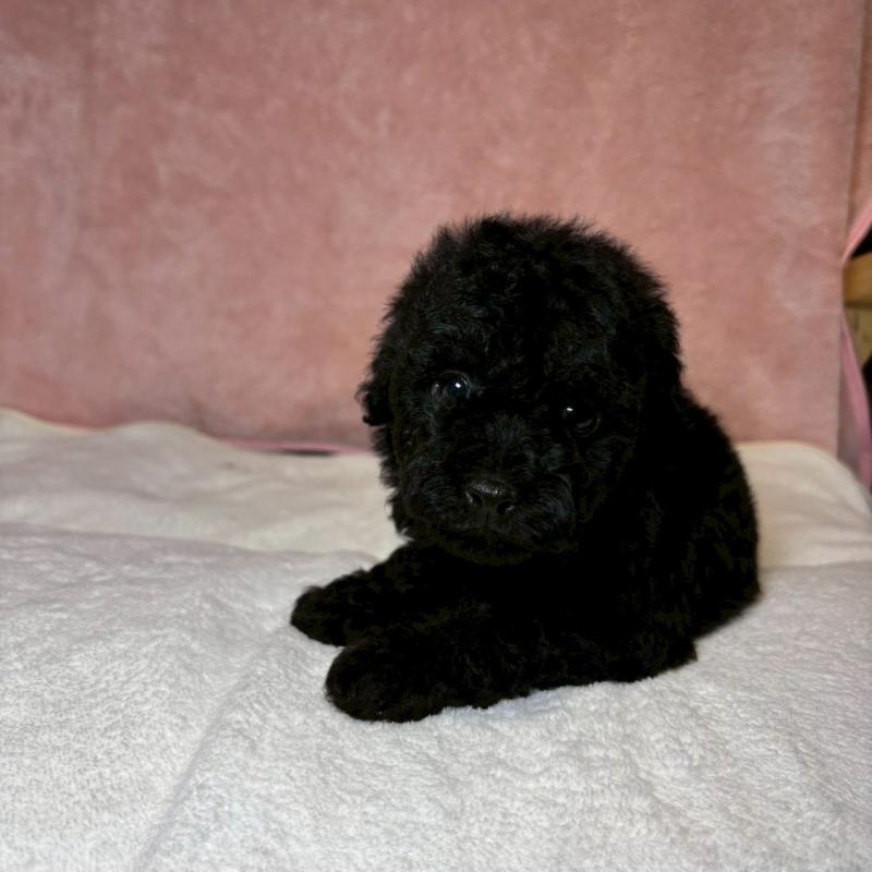 販売中の大阪府のトイプードル-439686の6枚目