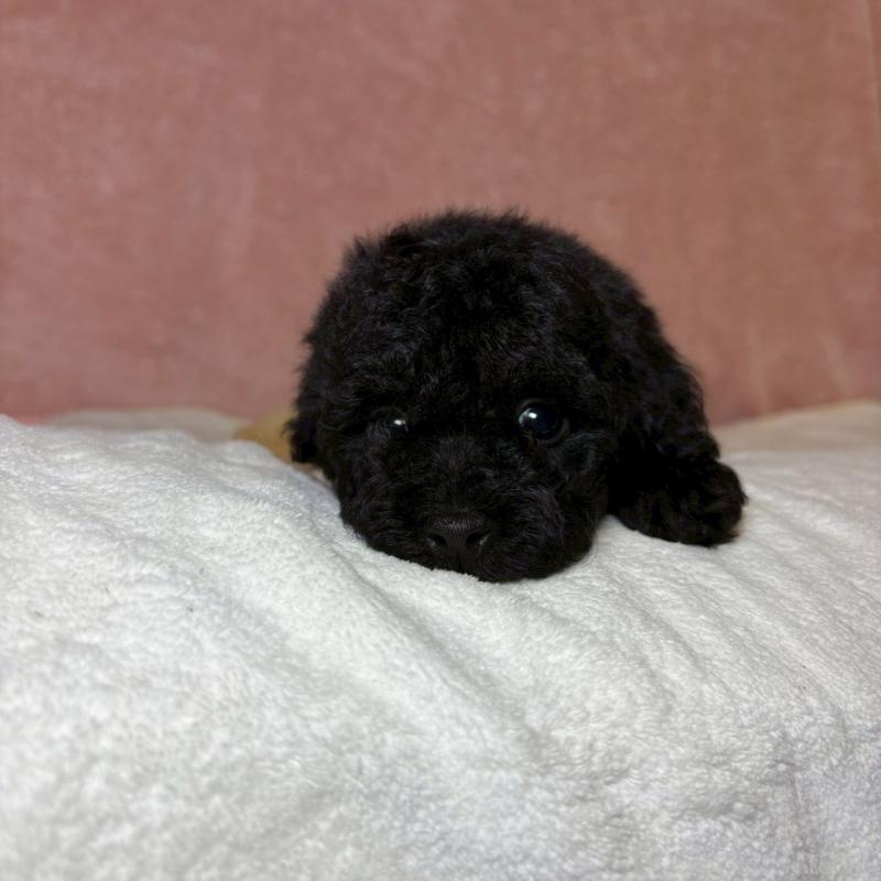 販売中の大阪府のトイプードル-439686の5枚目