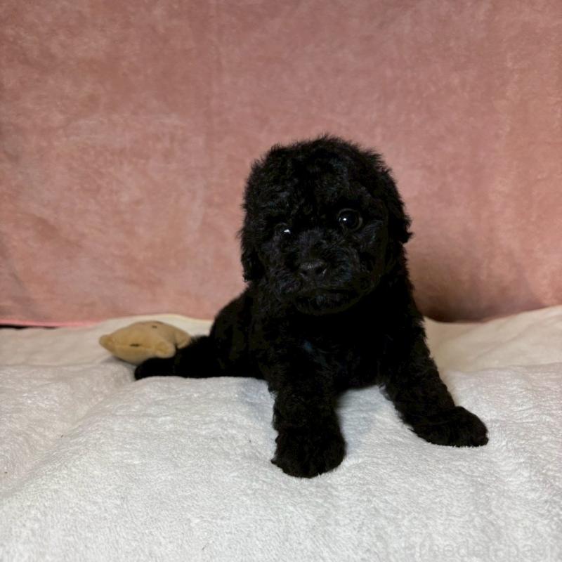 販売中の大阪府のトイプードル-439686の4枚目