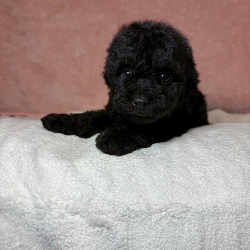 販売中の大阪府のトイプードル-439686の3枚目